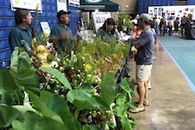 Protea information at the Maui Fair